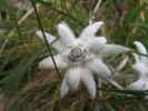 Edelweiss