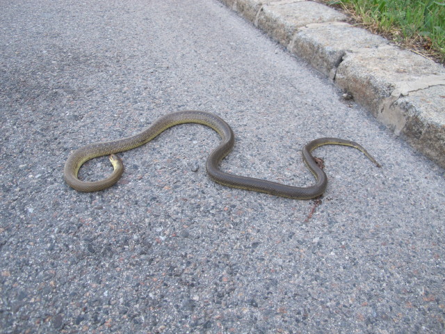 Bettelheimstra&szlig;e in S&uuml;&szlig;enbrunn (15. Juli)