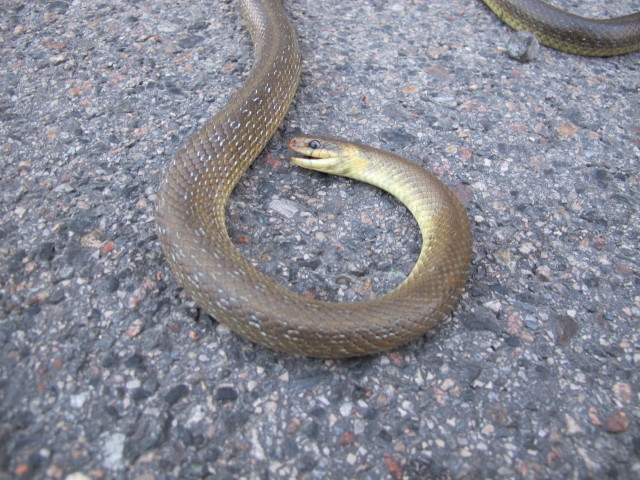 Bettelheimstra&szlig;e in S&uuml;&szlig;enbrunn (15. Juli)