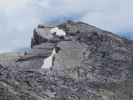 Weg 441 zwischen Hocheck und Watzmannhaus (2. Aug.)