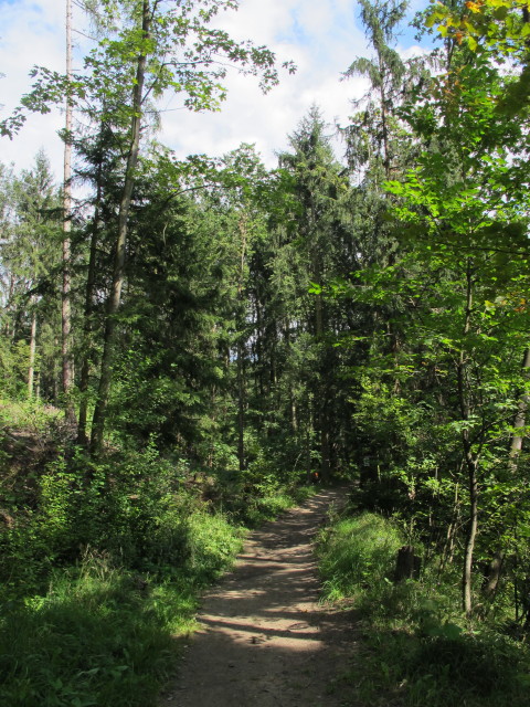 Weg 505 am Maßenberg (29. Aug.)