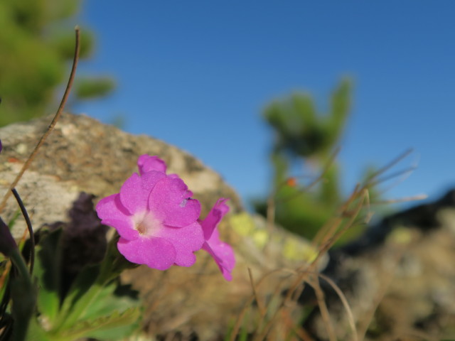 neben Weg 2 zwischen Saltner Hütte und Weg 5 (17. Mai)