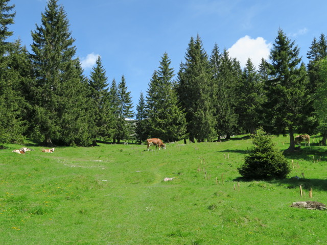 Eggeralm (31. Mai)