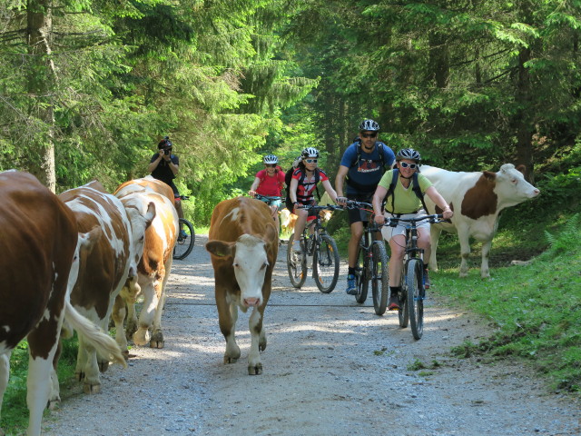 zwischen Jausenstation Hartlgut und Angertal (6. Juni)