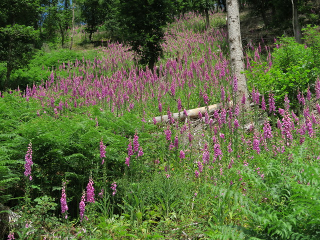 neben der Saarschleife-Tafeltour (13. Juni)