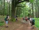 Saarschleife-Tafeltour zwischen Mettlach und Burg Monclair (13. Juni)