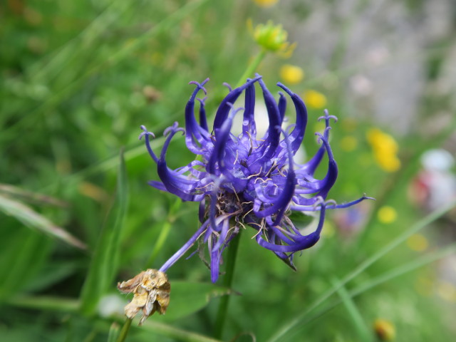 zwischen Frischenkofel und Pl&ouml;ckenpass