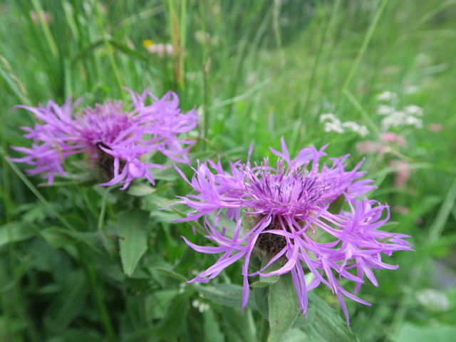 zwischen Frischenkofel und Pl&ouml;ckenpass