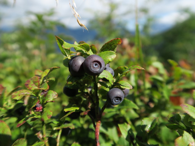 neben Weg 651 zwischen Selzthal und Naturfreundebründl