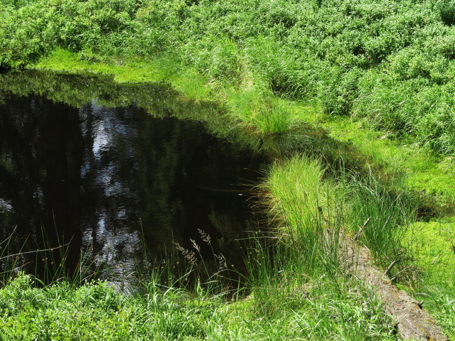 Hirschlacke, 1.420 m