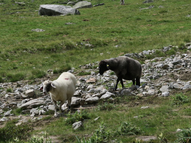 Gaimberger Feld (9. Aug.)