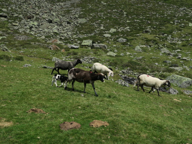 Gaimberger Feld (9. Aug.)