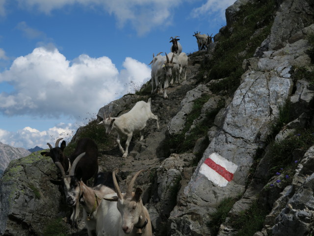 Liechtensteiner H&ouml;henweg zwischen Bettlerjoch und Hochjoch (22. Aug.)