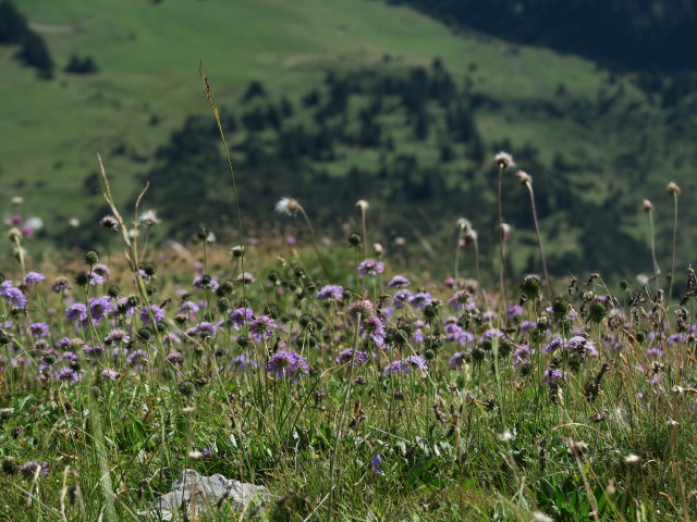 neben Weg 02 zwischen Salarueljoch und Schafloch (22. Aug.)