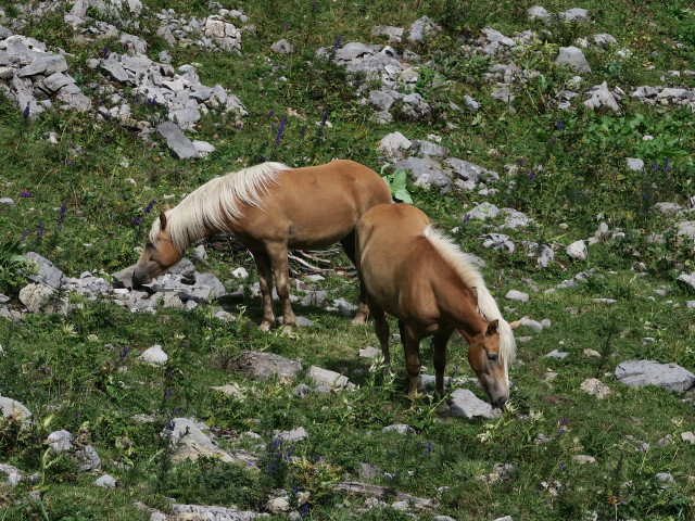 zwischen Oberzalimh&uuml;tte und Mittelzalimalpe (23. Aug.)
