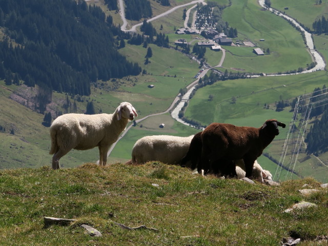 neben dem Venediger Höhenweg zwischen Keespölach und First (28. Aug.)