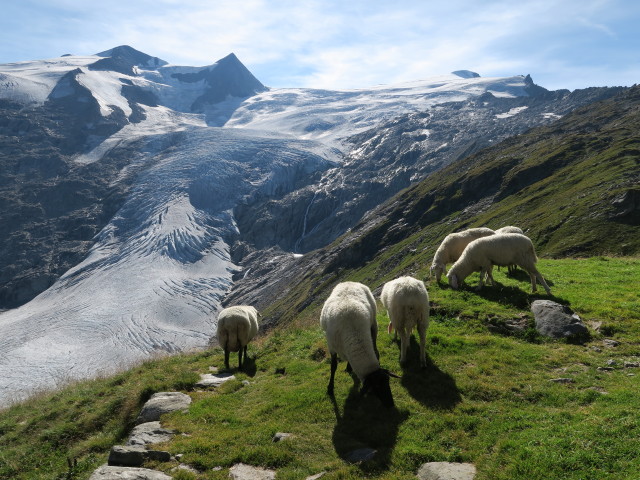 bei der Alten Prager H&uuml;tte, 2.489 m (28. Aug.)