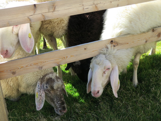 bei der Alten Prager H&uuml;tte, 2.489 m (28. Aug.)
