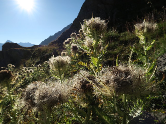 neben dem Venediger H&ouml;henweg in Garteneggen (31. Aug.)