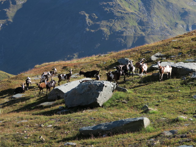 neben dem Venediger H&ouml;henweg zwischen Malfrostnitz und Galtenscharte (31. Aug.)
