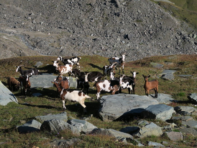 neben dem Venediger H&ouml;henweg zwischen Malfrostnitz und Galtenscharte (31. Aug.)
