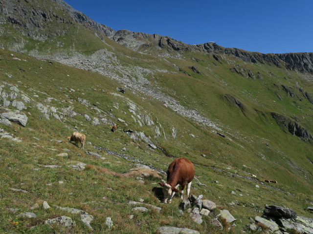neben Weg 922 zwischen Venediger H&ouml;henweg und Stuhleralm (31. Aug.)
