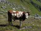 neben Weg 922 zwischen Venediger Höhenweg und Stuhleralm (31. Aug.)