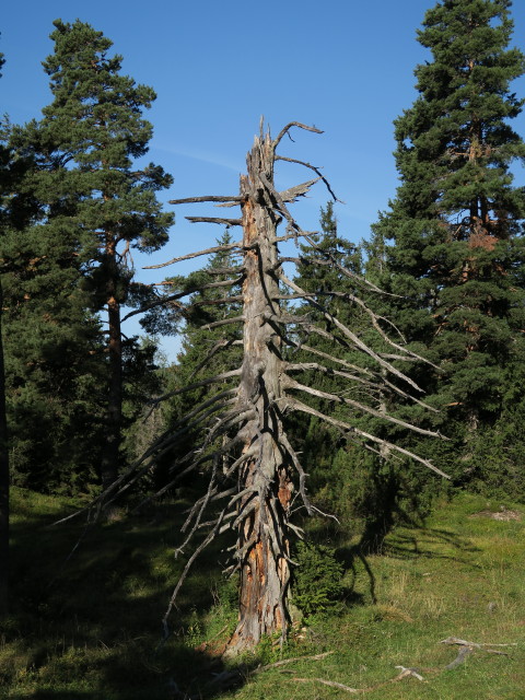 neben Weg 612 zwischen Br&auml;ualm und 'Zeitgeist' (12. Sep.)