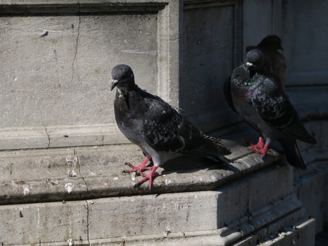 Piazza San Marco (20. Sep.)