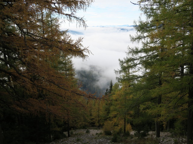 zwischen Karreralm und Karreralmsteig