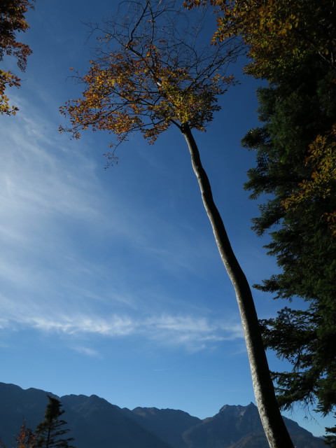 neben Weg 814 zwischen Pfandl und Walkerskogel