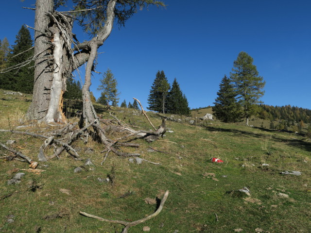 Leonsbergweg zwischen Leonsbergalm und Grubenalm