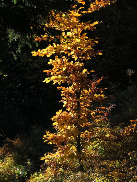 neben dem Leonsbergweg zwischen Grubenalm und Stücklalm
