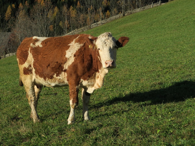 zwischen Unterburgstallberg und Oberburgstallberg
