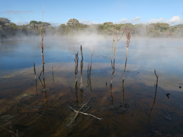 Kuirau Park in Rotorua (18. Nov.)