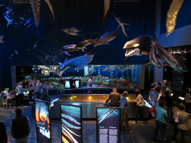 Te Papa Tongarewa in Wellington (21. Nov.)