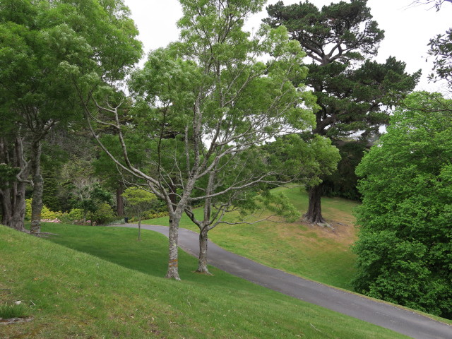 Wellington Botanic Gardens (21. Nov.)