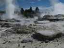 Geyser Flat in Te Puia (18. Nov.)