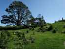 Hobbiton Movie Set (18. Nov.)