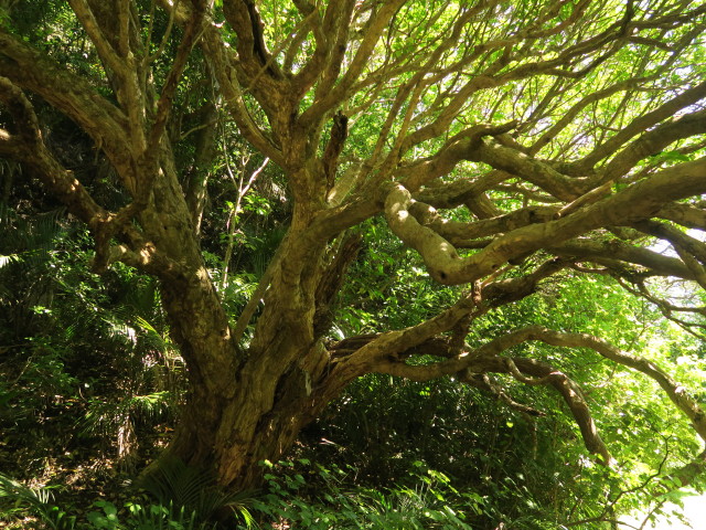 bei den Karekare Falls (26. Nov.)
