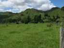 neben der Whanganui River Road (22. Nov.)