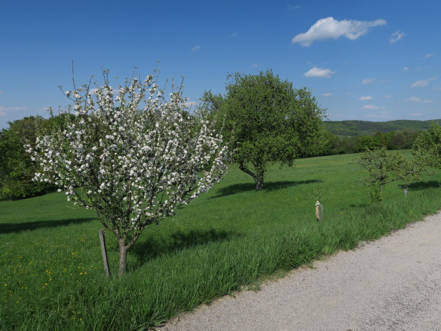 zwischen Kronstein und Dornberg