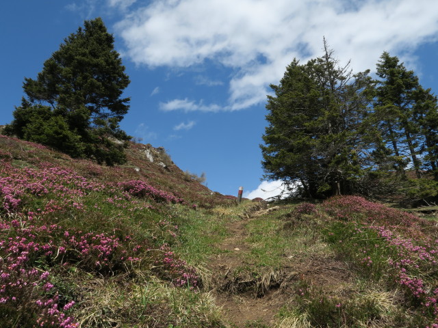 zwischen Ochsenalm und Stelzling