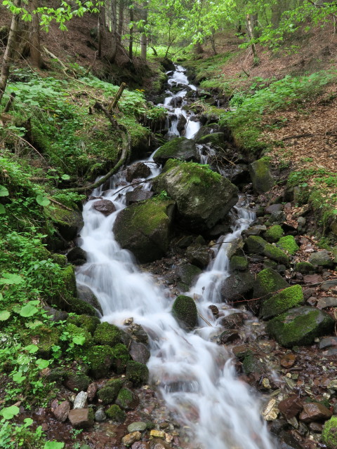 zwischen Lammerbach und Dobra