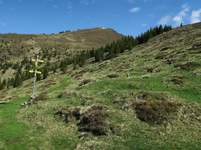 zwischen Gstallneralm und Sausteigen (26. Mai)