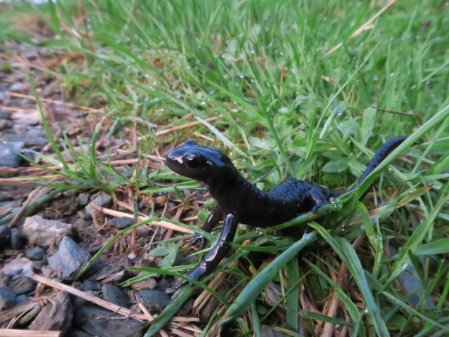 zwischen Schlichtenalm und Auf der Sch&uuml;tz (28. Mai)