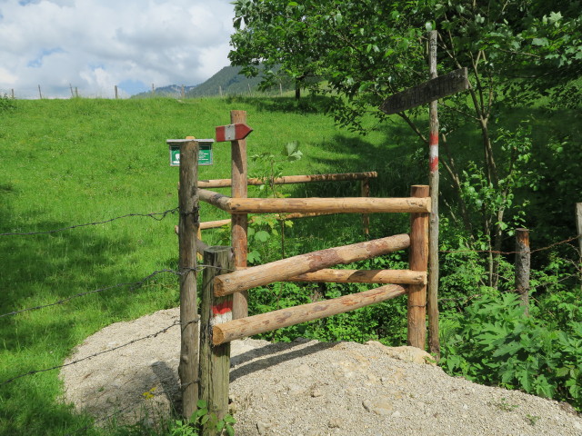 Weg 2 zwischen Bahnhof Stiegengraben - Ybbstaler Hütte und Hagenbach (10. Juni)