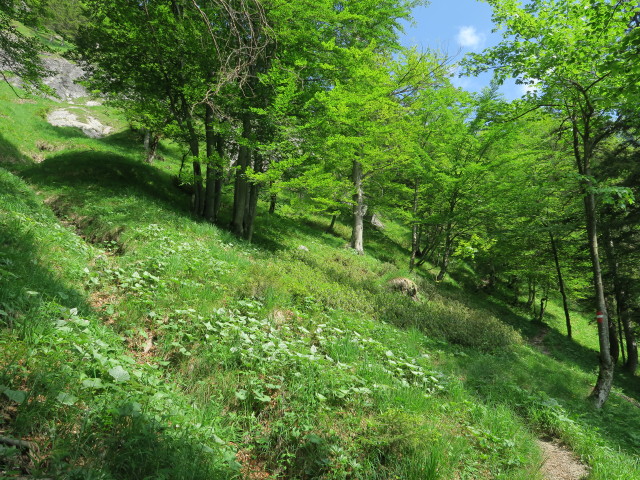 Weg 2 zwischen Höllgrabenbründl und Ybbstaler Hütte (10. Juni)