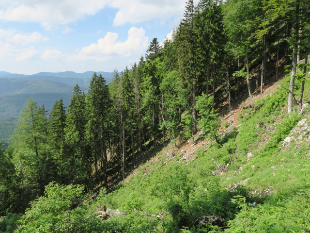 Weg 2 zwischen H&ouml;llgrabenbr&uuml;ndl und Ybbstaler H&uuml;tte (10. Juni)