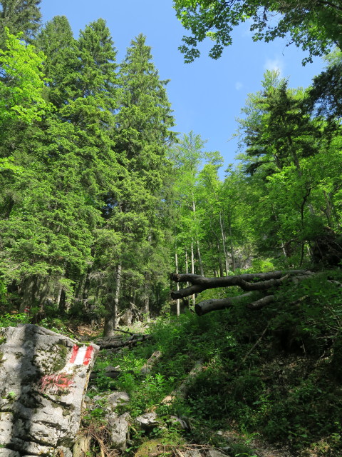 Weg 2 zwischen Höllgrabenbründl und Ybbstaler Hütte (10. Juni)